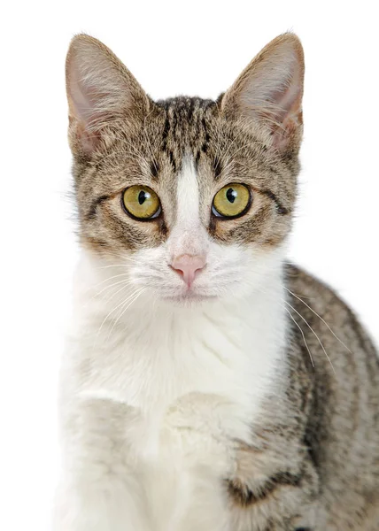 Young Shorthair Tabby White Cat Looking Camera Isolated White Background — Stock Photo, Image