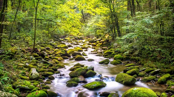 Water Stream Flowing Roaring Fork Motor Nature Trail Great Smoky — Stock Photo, Image