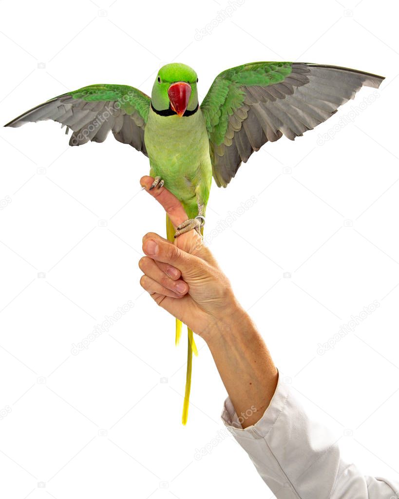 Close-up view of beautiful Alexandrine parrot perched on finger of veterinarian wearing lab coat