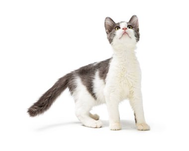 Meraklı ve oynak bir ifadeyle ararken ve beyaz arka plan üzerinde duran sevimli genç gri ve beyaz yavru kedi 