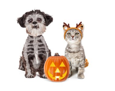 Yavru kedi giyen geyik kostüm ve iskelet kemikleri küçük köpek kürk Halloween kabak ile birlikte oturan boyanmış