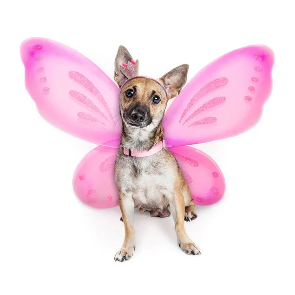 Cão Raça Mista Pequeno Bonito Vestindo Traje Fada Rosa Com — Fotografia de Stock