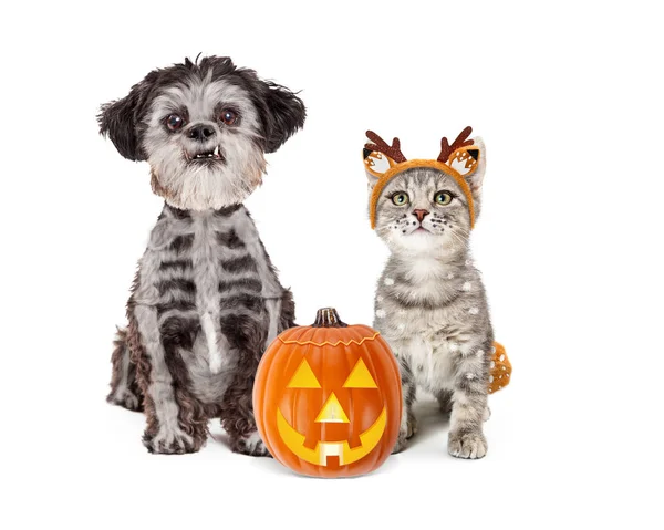 Kitten Wearing Deer Costume Small Dog Skeleton Bones Painted Fur — Stock Photo, Image