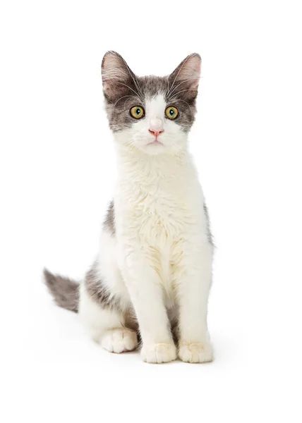 Cute Kitten White Grey Fur Sitting White Background — Stock Photo, Image