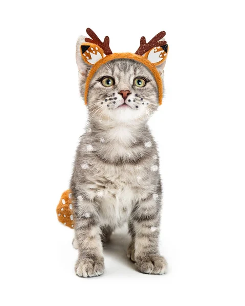 Cute Young Kitten Wearing Deer Halloween Costume Antler Headband — Stock Photo, Image