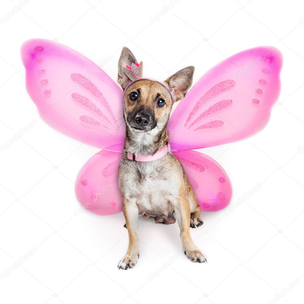 Cute small mixed breed dog wearing pink fairy costume with wings and crown headband 