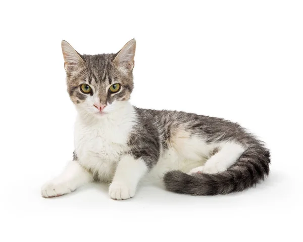 Lindo Joven Blanco Gris Tabby Doméstico Taquigrafía Gatito Acostado Sobre — Foto de Stock