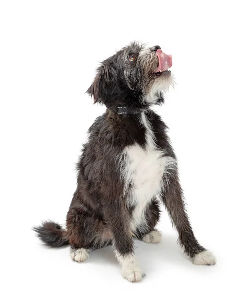 Excitado Grande Misto Terrier Raça Cão Sentado Fundo Branco Olhando — Fotografia de Stock