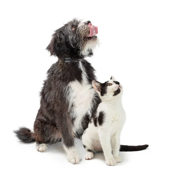 Excitado Grande Misto Terrier Raça Cão Sentado Com Gato Fundo — Fotografia de Stock