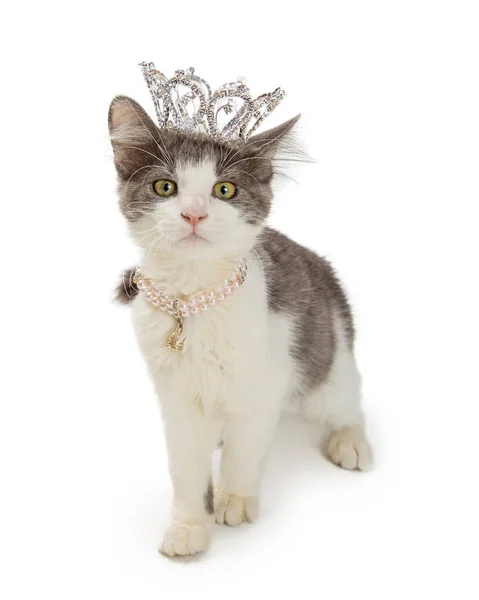 Cute Kitten Wearing Princess Rhinestone Crown Pearl Necklace White Background — Stock Photo, Image