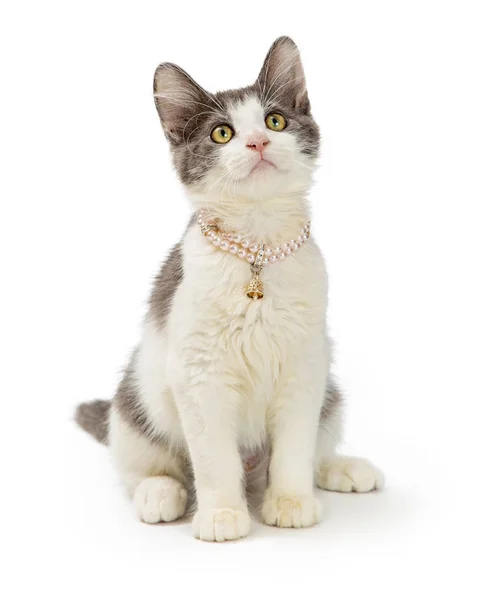 Lindo Gatito Taquigrafía Joven Gris Blanco Con Collar Perlas Mirando — Foto de Stock