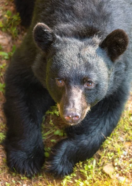 Urso Pardo Grande Tennessee Eua — Fotografia de Stock