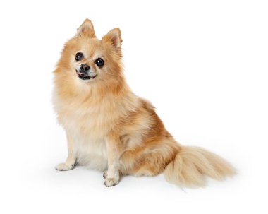 Beyaz arka plan üzerinde oturan ve mutlu ve gülümseyen ifade ile kameraya bakarak Pomeranian köpek