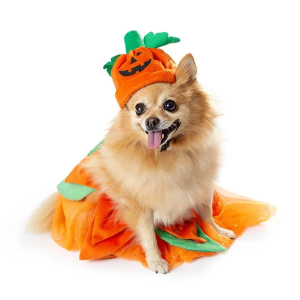 Lindo Perro Pequeño Pomeranian Usando Disfraz Calabaza Halloween Incluyendo Tutú — Foto de Stock