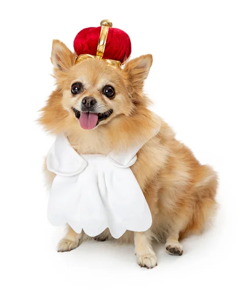 Cão Bonito Pomerânia Vestindo Rei Traje Halloween Isolado Fundo Branco — Fotografia de Stock