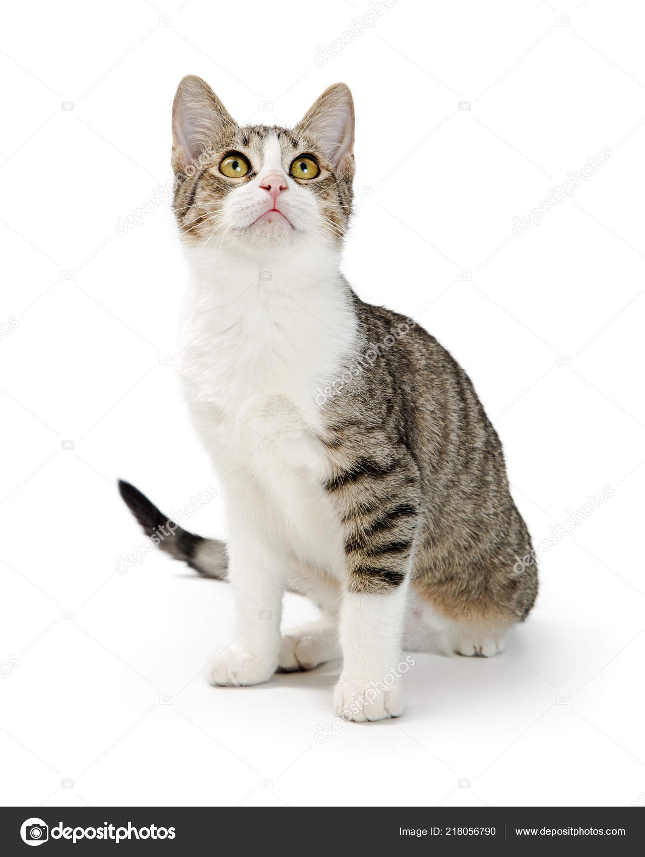 white and grey shorthair cat