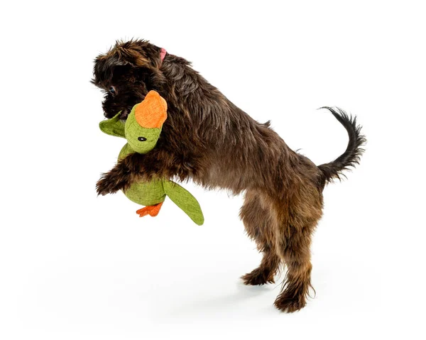 Bonito Cachorro Pequeno Terrier Brincando Com Brinquedo Pássaro Pelúcia Boca — Fotografia de Stock