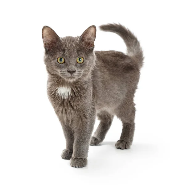 Cute Small Grey Kitten Looking Forward Standing White Background — Stock Photo, Image