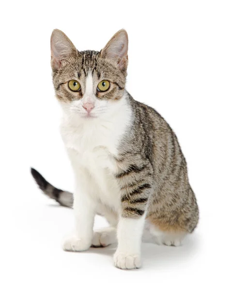 Attentive Tabby White Shorthair Cat Sitting White Background Looking Forward — Stock Photo, Image