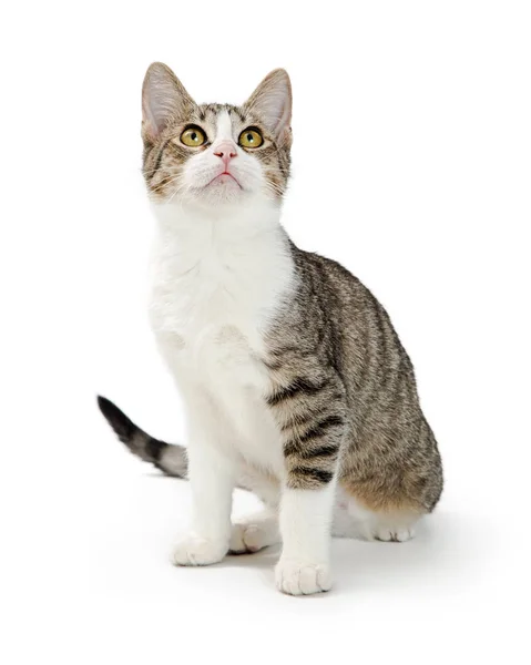 Jovem Doméstico Shorthair Branco Tabby Gato Sentado Olhando Para Cima — Fotografia de Stock