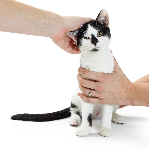 Mãos Pessoas Tentando Segurar Confortar Jovem Gatinho Resgate Tímido — Fotografia de Stock