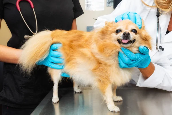 Veterinär Och Tekniker Undersöker Små Pomeranian Hund Tentan Bordet — Stockfoto