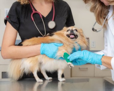Veteriner teknisyen sınav oda tablo tarafından tutulan köpek yaralı pençe sarma