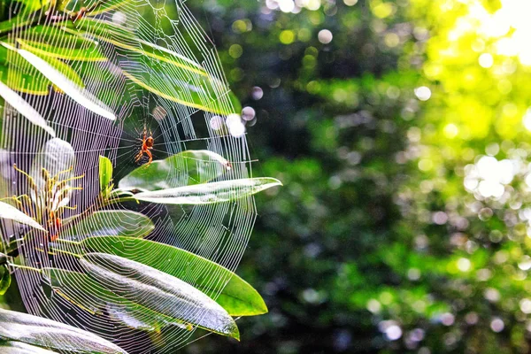 Великий Павук Посеред Павутини Рослині Лісі — стокове фото