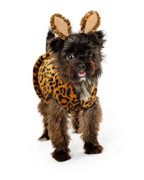 Vahşi Hayvan Halloween Kostüm Giyen Sevimli Genç Karışık Küçük Terrier — Stok fotoğraf