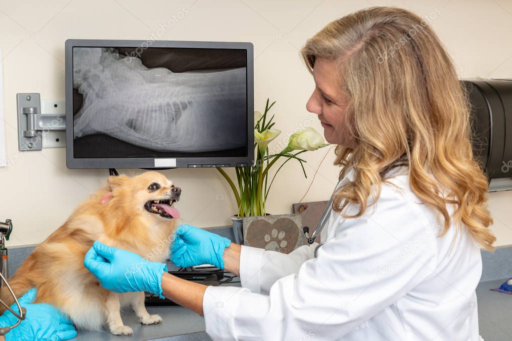 Veterinarian examining dog with xrays on screen in background