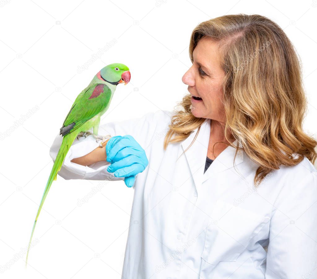 Happy female veterinarian holding an Alexandrine parrot. Isolated on white. 