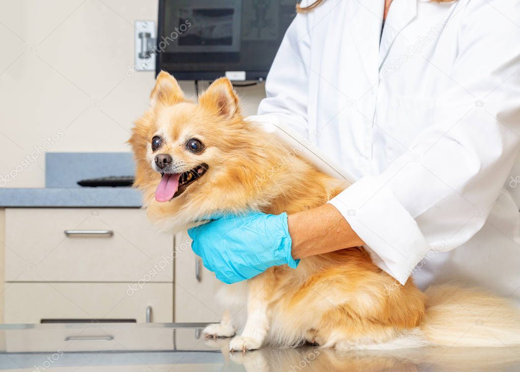 Veterinarian scanning microchip on dog in exam room