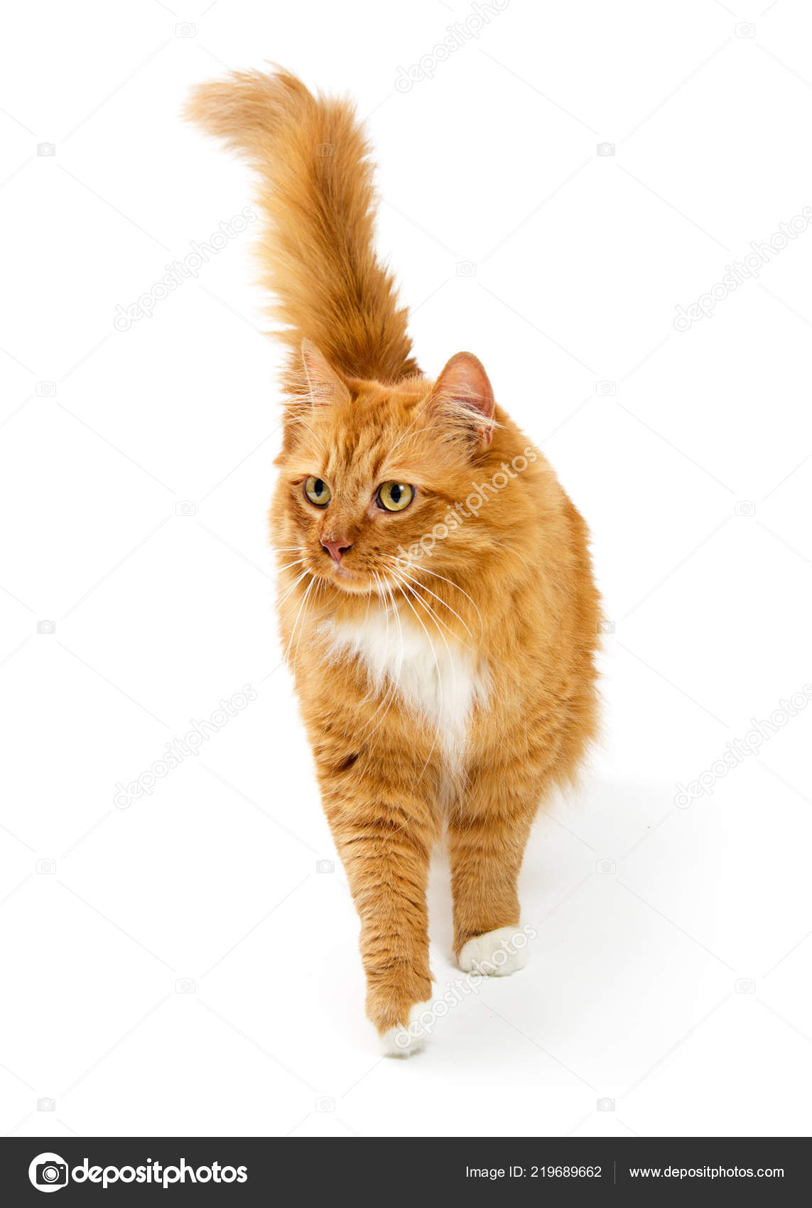 Pretty Longhair Orange Cat Walking Forward White Background Stock Photo by  ©adogslifephoto 219689662