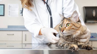 Veteriner holding kedi ve onu stetoskop ile incelenmesi