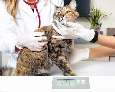 Holding ve kedi ölçekte ağırlığında veteriner 