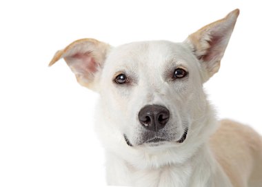 Kameraya bakarak bir sevimli dostu beyaz renk karışık büyük doğurmak köpek closeup