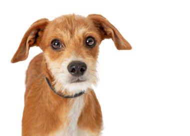 Portre sevimli küçük kahverengi karma terrier doğurmak köpek kameraya beyaz arka plan üzerinde seyir