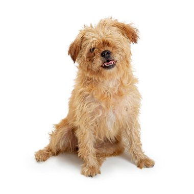 Şirin orta boy kahverengi tüylü korkunç ve beyaz arka plan üzerinde oturan Lhasa Apso köpek