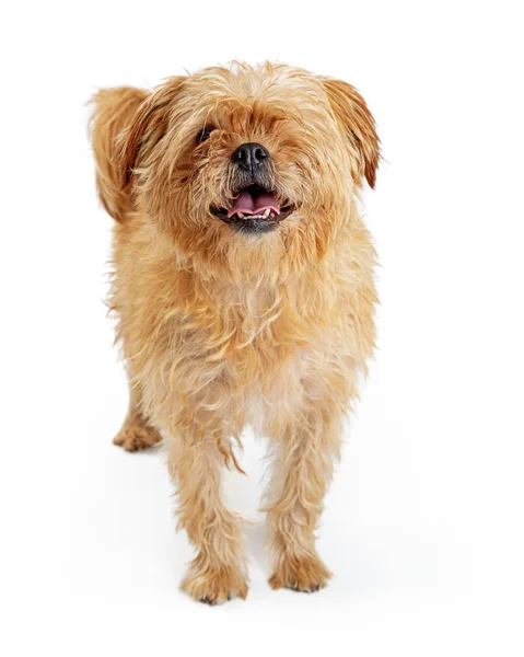Brun Färg Terrier Och Lhasa Apso Korsningen Hund Stående Isolerad — Stockfoto