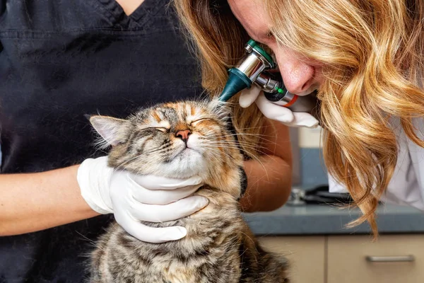 Veterinarian checking the ears of a cat at a veterinary office