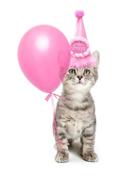 足に関連付けられているバルーンと派手なピンクの誕生日プリンセス パーティー帽子をかぶってかわいい子猫 — ストック写真