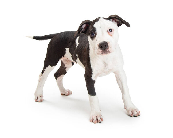 Cute black and white Pit Bull Terrier crossbreed puppy dog standing and looking at camera isolated on white background