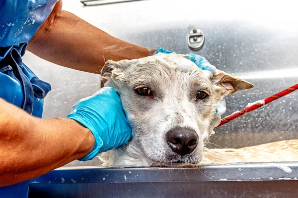 Groomer Washing Dog Tub Salon — Stock Photo, Image