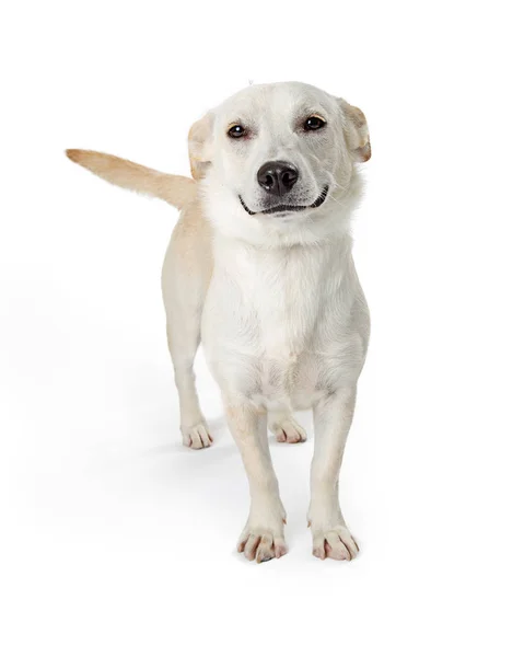 Смешная Симпатичная Белая Собака Большой Улыбкой Смотрит Камеру Изолированную Белом — стоковое фото