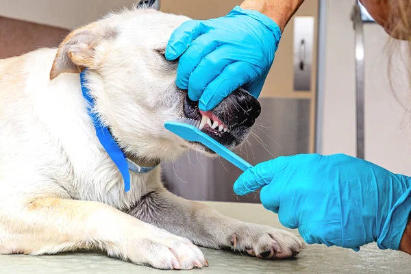 Groomer brushing teeth of large dog at salon