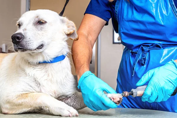 Dog Getting Nails Filed Professional Groomer Salon — Stock Photo, Image