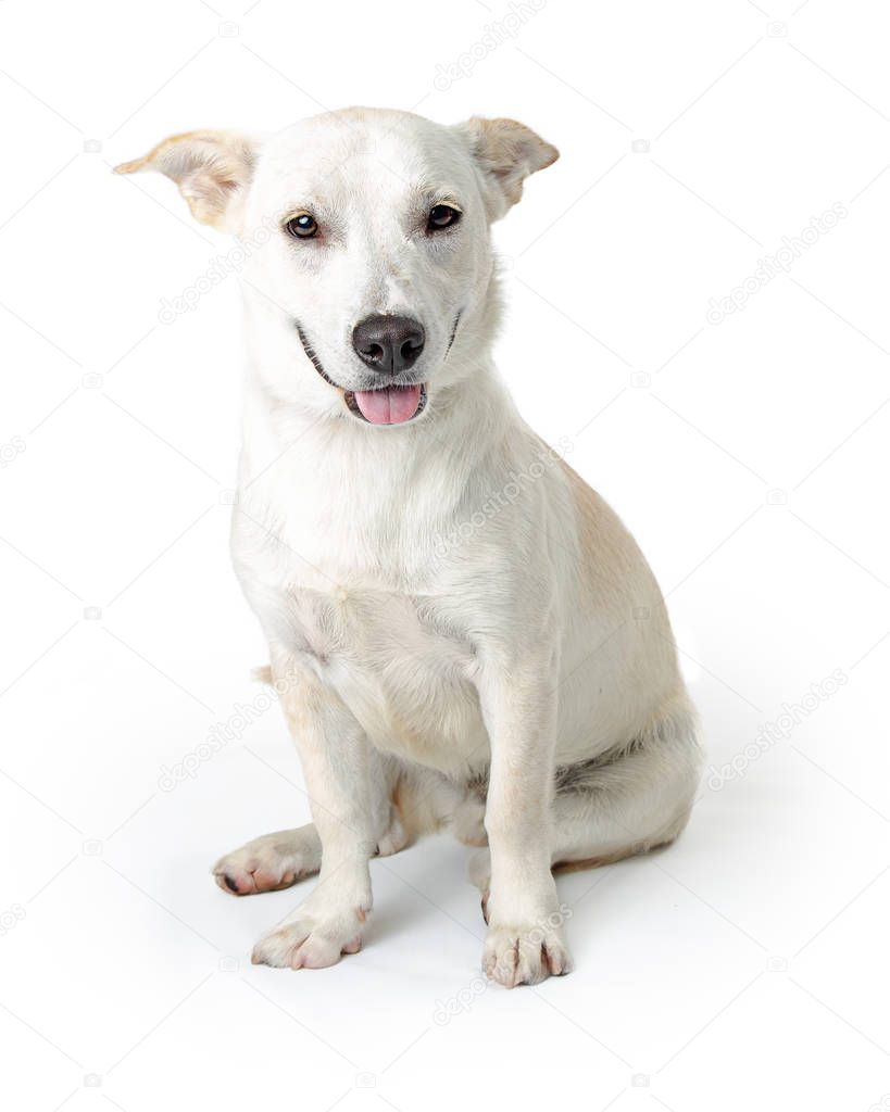 Cute friendly white dog sitting on white with happy and smiling expression looking at camera