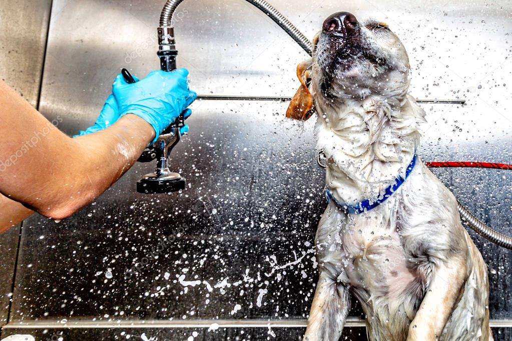 groomer washing dog in tub at salon