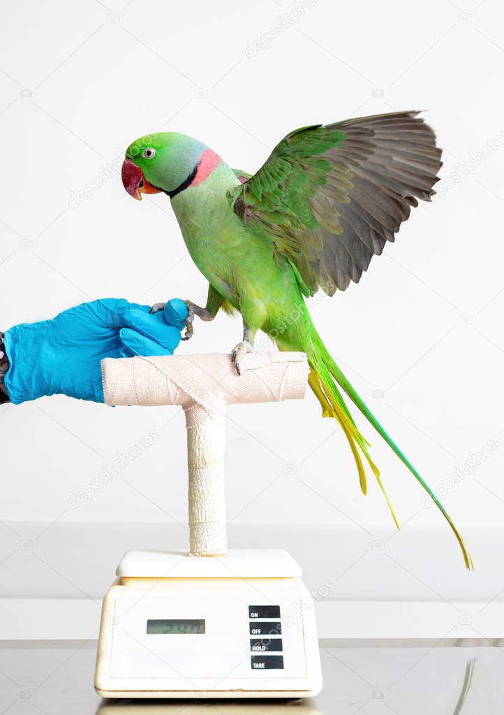 Alexandrine parrot bird on scale with the hand of veterinarian 