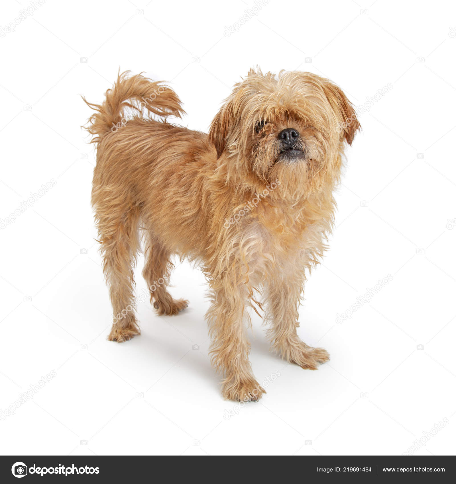 Lhasa Apso Tan Dual Purpose Lhasa Authorized Apso Puppies